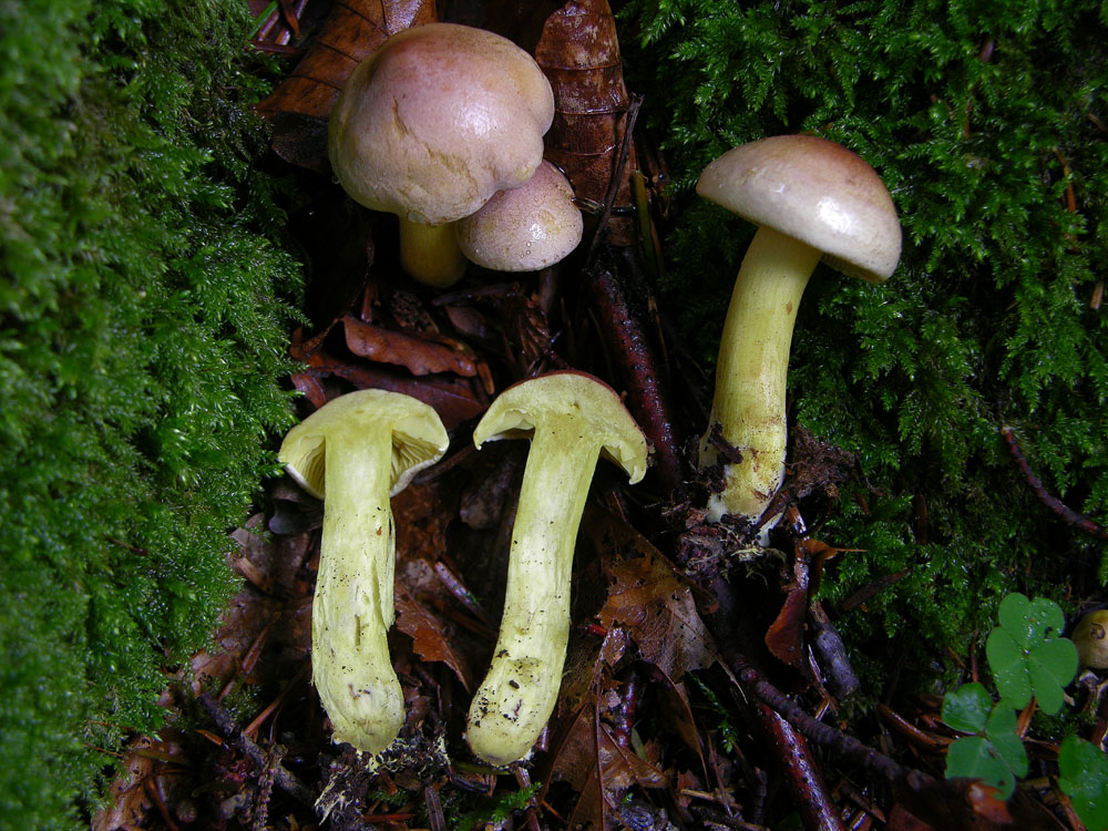 Tricholoma bufonium (Pers.) Gillet,